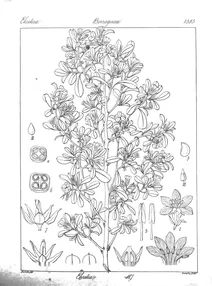 Ehretia cumeta