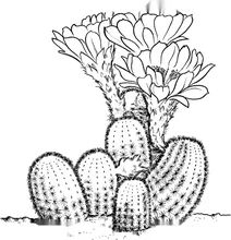 Ехінопсис виду echinopsis famatimensis