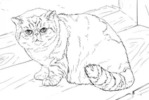 Екзотична короткошерста