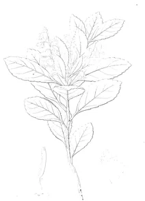 Елеагнус (elaeagnus)
