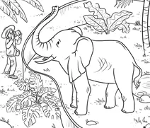 Elephant at the zoo