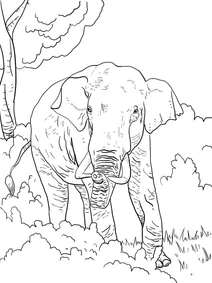 Elephas maximus indicus