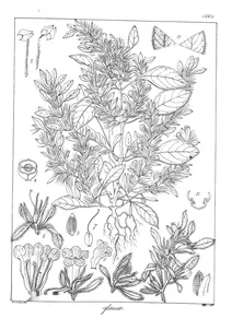 Elermaiera glauca
