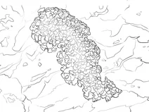 Elysia crispata – морський черевоногий молюск