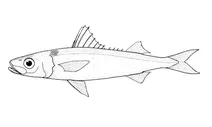 Emmelichthys nitidus (червона наживна рибка)