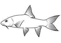 Емпурау (tor tambroides)