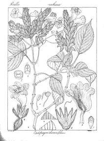 Endopagon rhamnifolius