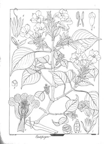 Endopagon strobilanthes