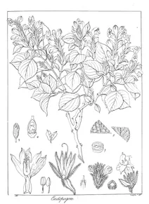 Endopogon viscosum