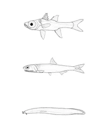 Engraulis australis (австралійський анчоус), epigonus lenimen (кардинал з великими очима), eptatretus cirrhatus (новозеландська мінога)