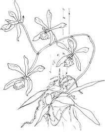 Енциклія тампенсис (epidendrum tampense)