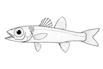 Epigonus telescopus (рибка з плямою-мішенню)