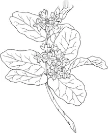 Епігея повзуча (epigaea repens)