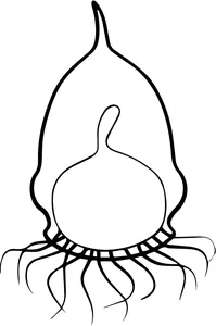 Epiplocylis undella (ротіфер)