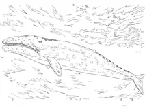 Eschrichtius robustus