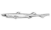 Etmopterus lucifer (світлячкова акула з чорним животом)