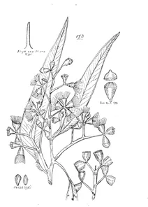 Eucalyptus leichhardtii
