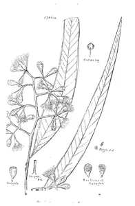 Eucalyptus stoneana