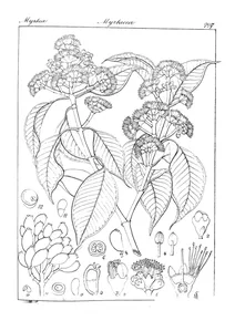 Eugenia arnottiana