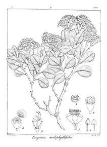 Eugenia calophyllifolia