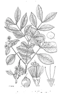 Eugenia simmonsae