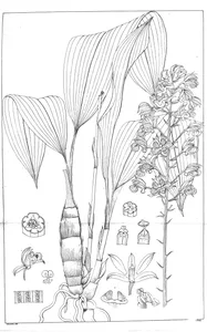 Eulophia macrostachya lindl