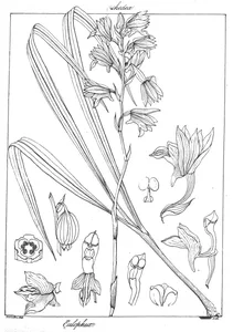 Eulophia ramentacea