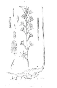 Eulophia venosa