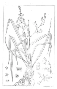 Eulophia vocens