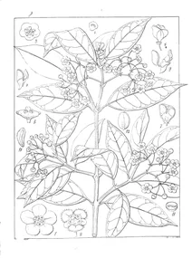 Euonymus angulatus