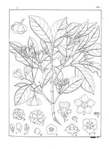 Euonymus crenulatus