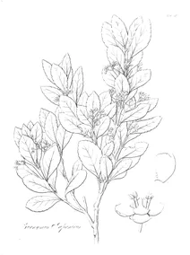 Euonymus japonicus