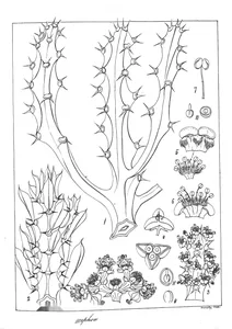 Euphorbia cattimandoo