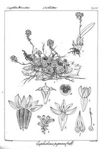 Euphorbia pygmaea