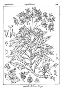 Euphorbia rothiana