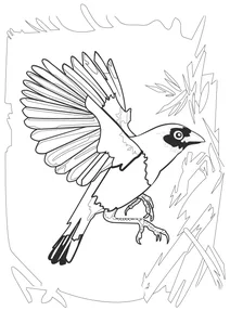 Euplectes capensis