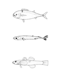 Euprotomicrus bispinatus (карликова акула), gasterochisma melampus (метеликоподібний король-риб), grahamichthys radiata (піскар грема)