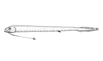 Eustomias trewavasae (глибоководна драконова риба)