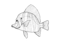 Evistias acutirostris (смугастий боарфіш)