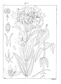 Exacum bicolor