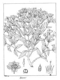 Exacum courtallense