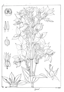 Exacum perrottetii