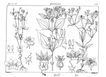 Exacum sessile, exacum petiolare і exacum frumilum