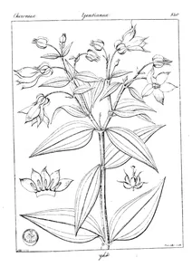 Exacum wightianum