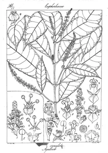 Excoecaria agallocha і excoecaria crenulata