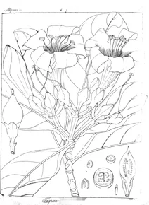 Fagraea coromandelina