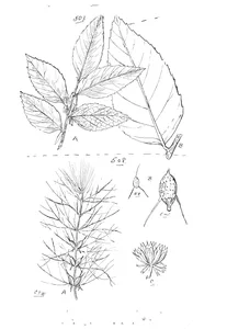 Fagus moorei і ceratophyllum demersum