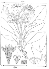 Fagveea malabarica