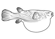 Фаха́ка — риба-іглобрюх (tetraodon lineatus)