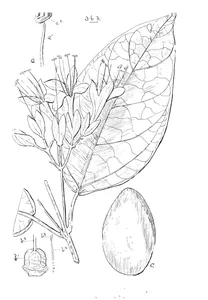 Faradaya splendida